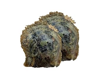 アコア貝　本物 国産アコヤガイ原貝【約6～9cm/約500g】En: Pinctada fucata